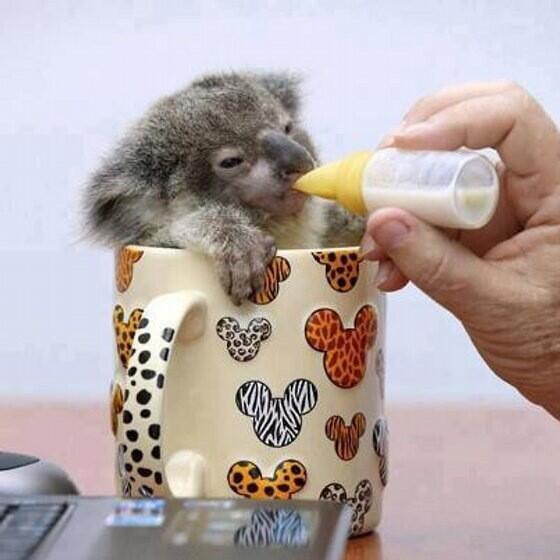 rickygervais's tweet photo. “@RitaPanahi: a baby koala in a mug. http://t.co/rpXPrN7gnu”

OK, that is ridiculously fucking cute. 
I don't...even..words...give me it.