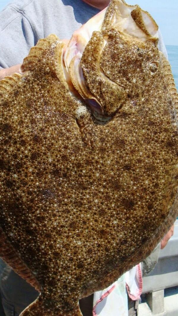 HPShellfishCo's tweet image. #Dorset Turbot try it with caper butter sauce and baby potatoes pick one up at @Londonfarmers #QueensPark today