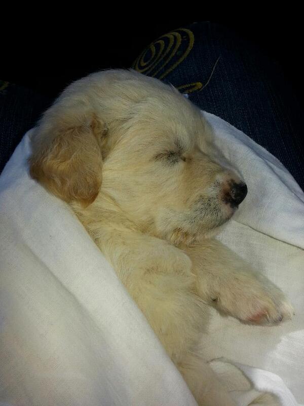 🌟PatriciaClarkArtist🌟 (@clark2003clark) on Twitter photo “<a href="/BBorja_/">Ayuda Animal☺</a>: ": “<a href="/HuellaAnimal_/">Fund. Huella Animal</a> : Perrita de tres meses encontrada en una papelera. Adopción 690383089. RT! !!! ”"” “<a href="/BBorja_/">Ayuda Animal☺</a>: ": “<a href="/HuellaAnimal_/">Fund. Huella Animal</a> : Perrita de tres meses encontrada en una papelera. Adopción 690383089. RT! !!! ”"”