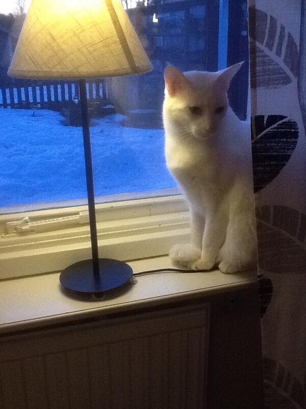 JenniferMAstrom's tweet photo. Another cat pic today. This time the model is my parents cat Weazel. Cutie! http://t.co/w7wdiPhkyX
