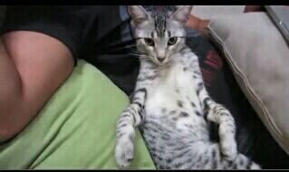 NyIahKitty's tweet photo. Chillin SAAAN !! http://t.co/uj8Vfsmai1