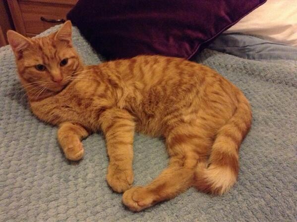 SStevens722's tweet photo. @StreetCatBob this is Marty, getting comfy on his fav blanket! He loves Bob!! (as do we!) http://t.co/UxyKvsr8lO
