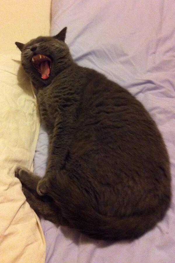 catcalledthomas's tweet image. This just not flattering of Thomas...