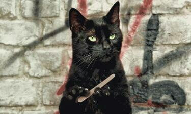 thetessta's tweet image. I want to stay in bed but my cat has other ideas. #catnipaddict #feedme #catladyproblems