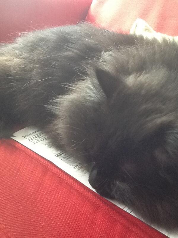 .<a href="/MYSADCAT/">WHY MY CAT IS SAD</a> Because understanding insurance policies is hard work for a young cat starting out in the world.