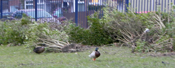 HullRoadPark's tweet photo. Wildlife wandering along debris of #HullRoadPark hedge after #CityofYorkCouncil destroy natural shelter &amp; habitat. http://t.co/2NbPEBrRbT