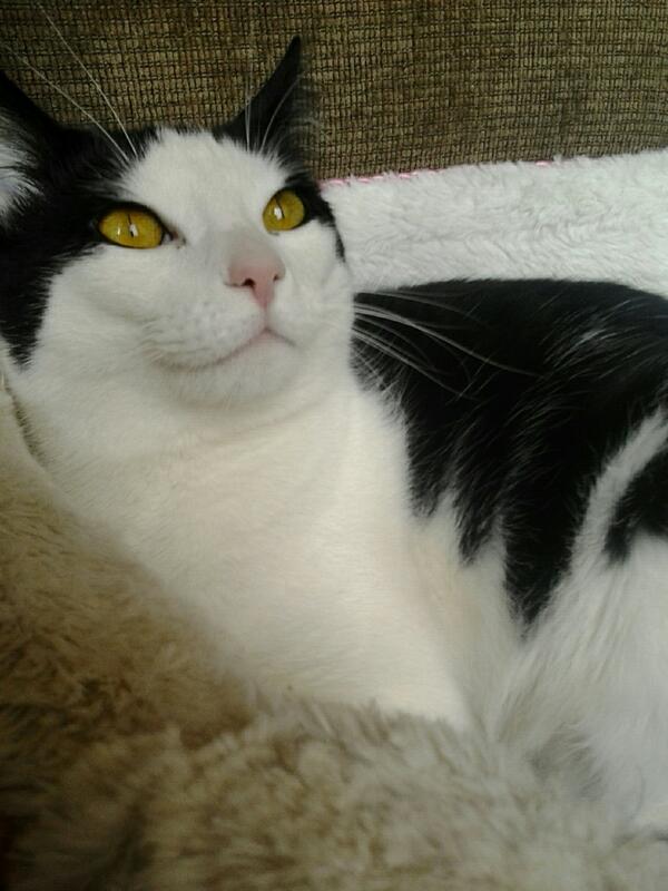 My kitty, Rosie