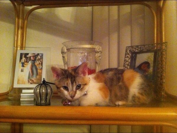 scaryroses's tweet image. #AskO2L 
look at my cat!