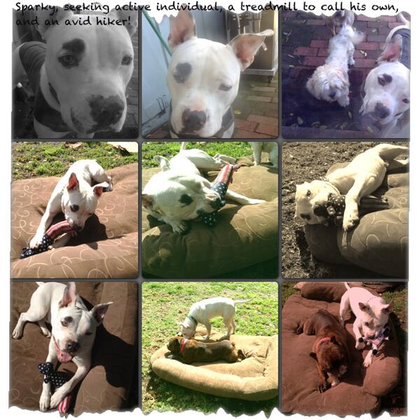 deservingdogs's tweet photo. Sparky seeking forever home! Please share to find this active boy a home! #dog #InstaFrame  http://t.co/wJOAUwJRx3 http://t.co/vTuPGzOOKS