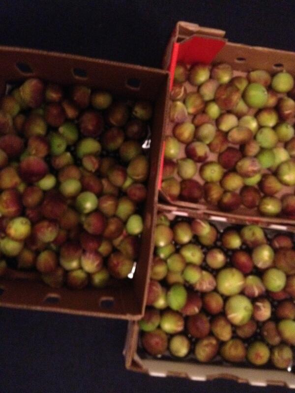 Figalicious!!!
40 cent figs at WVC