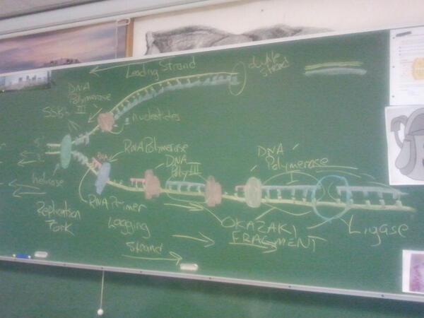 MrP_Bio's tweet image. Bio30 replication fork #chalkrules