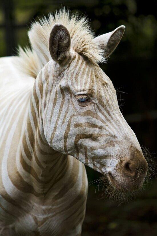 rybotics's tweet photo. Zoe, one of the only white Zebras in existence. She has blue eyes and gold stripes. http://t.co/ygLOwC1Khn