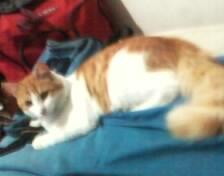 gatita linda tweet media