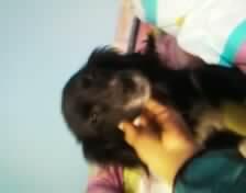 gatita linda tweet media