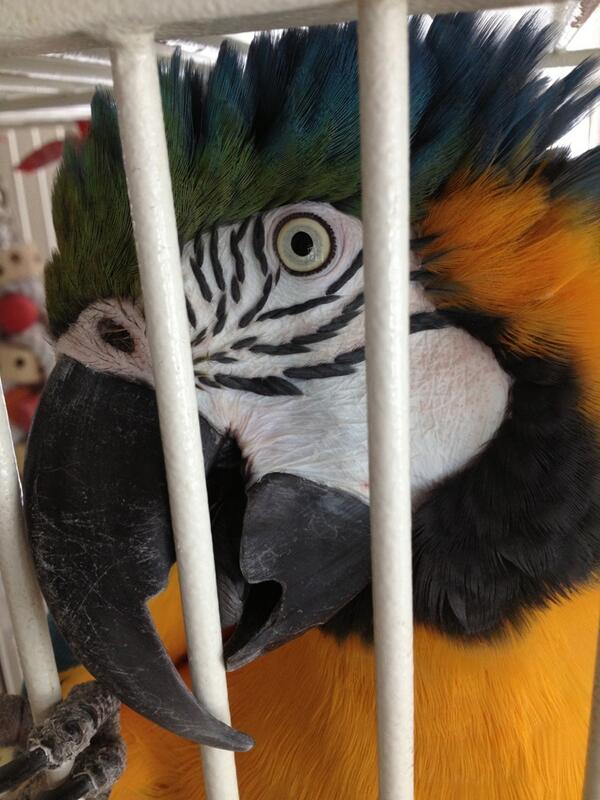 aaronh2's tweet photo. Beeka saying Hi! http://t.co/lWACuEYOhQ