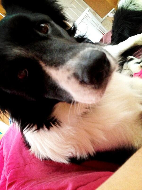 leahhh_91's tweet image. Cuddling with my doggies to keep warm :) #naptime #snow #springhasnotsprung