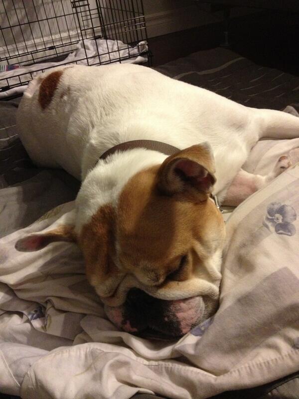 doublesthedog's tweet image. I'm recovering nicely. Time to sleep #recoveryupdate