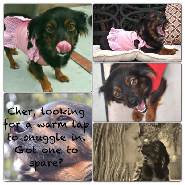 deservingdogs's tweet photo. #InstaFrame Cher, 2 yr old Doxie looking for forever home! http://t.co/wJOAUwJRx3 http://t.co/o2pODFPjbX