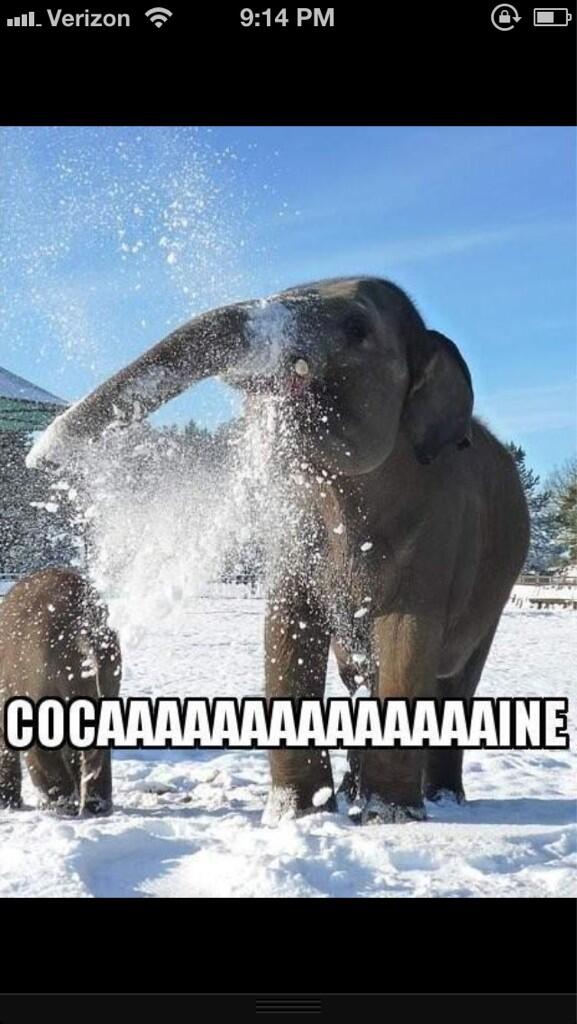 Fittieproblems's tweet image. Elephants doing cocaine. Hahaha too funny.