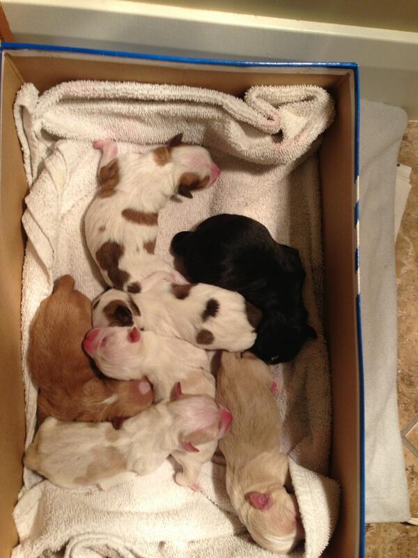 cassandraparke's tweet photo. @JordenBeutler dr miscounted. They are all here http://t.co/IEZi9ZWJYE