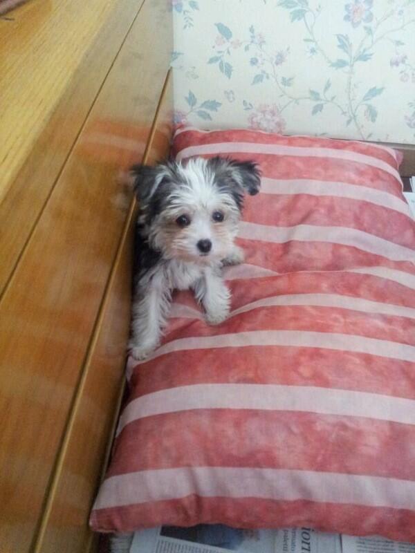 PedrottiKatia's tweet photo. Ma non è splendido il nuovo cagnolino di mia mamma ?!?? Piumino ..... 😍😍😍 http://t.co/zn8hLFG0H5