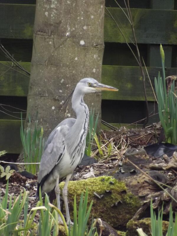 CaryStafford's tweet photo. Seen in my garden  this morning! http://t.co/tI5EzCutNn