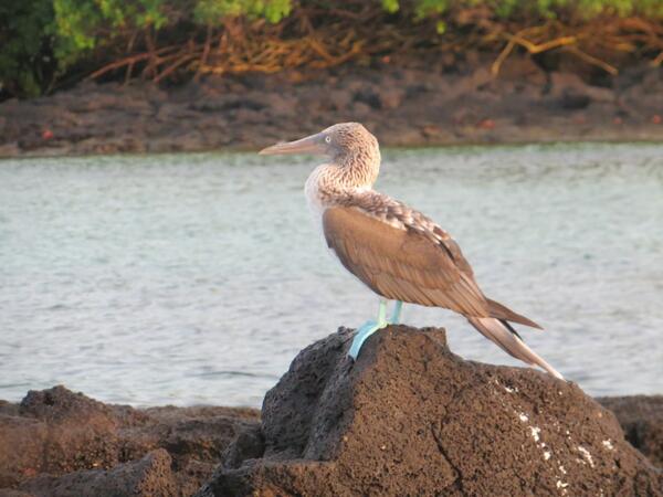 gareth_morgan's tweet image. Having a great time in the #Galapagos. Here's a pic of a blue-footed booby I saw on Isla Floreana. #friendlycreatures
