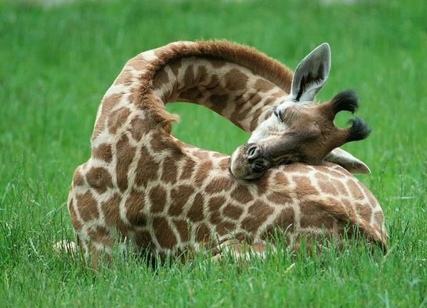 Elise_Andrew's tweet photo. How baby giraffes sleep. http://t.co/UZ6Vm4e0CJ