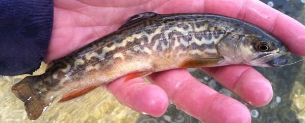 UtahsFlyCorner's tweet image. Roar!!!!! Wild tiger!!!!!!