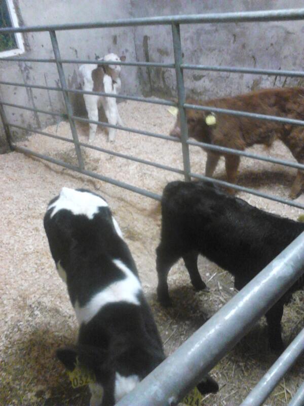 Dads come home with some company #NewCalves