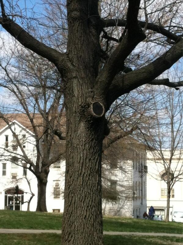 Finally found a squirrel to watch for my squirrel lab report after days of squirrel searching! #onelesslonelysquirrel