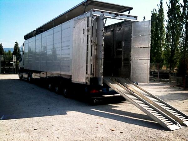 Hinde Exports cattle trailer. On route home, ramps down and loading some plants! #Italy #backload