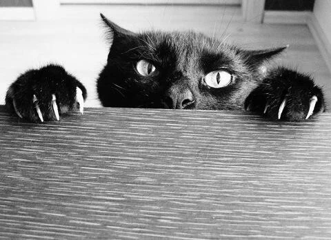 Grumpy Cat (@GrumpyCatMeow) / X
