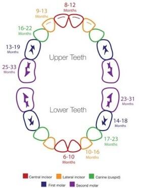 Baby Tooth Eruption Chart