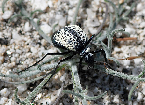 虫キチコージ このコロラド砂漠のツチハンミョウ 濡れると白い模様が取れてしまう 背中の中はからっぽで 暑い砂漠で体温調整するのに役に立っているとか Http T Co Gxzawnolog