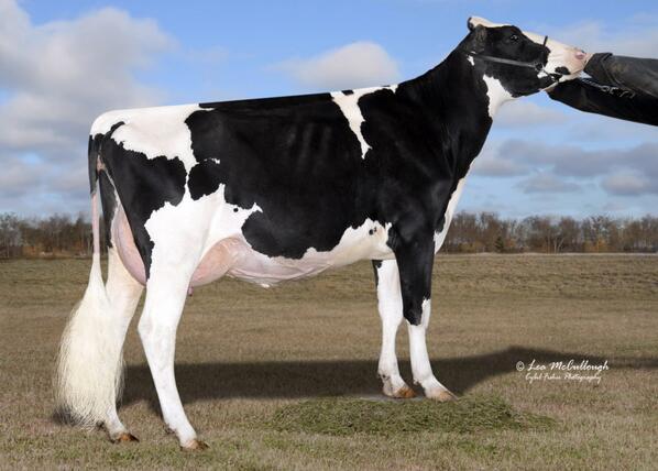 Larest Destry Havana RDC VG-86 2-Yr Old. Her next dams are VG-87, EX-95-3E, EX-90-3E, EX, VG-85 2*, VG-85 2*