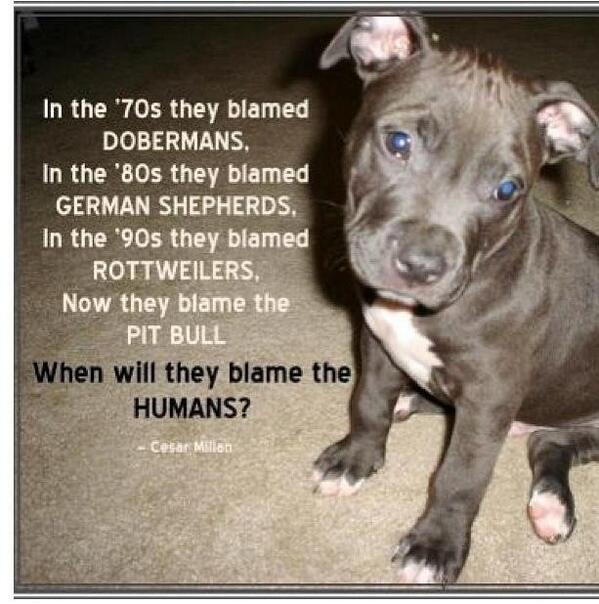 EmilyRobinson92's tweet image. So true :( #dontblamethebreed