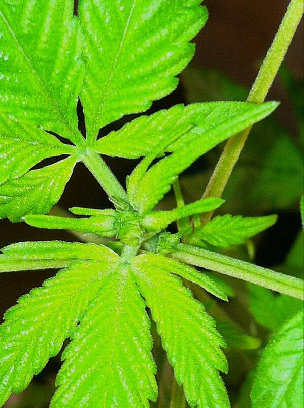 HabituallyHigh's tweet photo. Sally's getting trichomes! π±πππ #GrowYourOwn #Legalize #StonedSociety #NaturalHealing #Medicine #ReasonsToLegalize http://t.co/UZnkbp2uyD