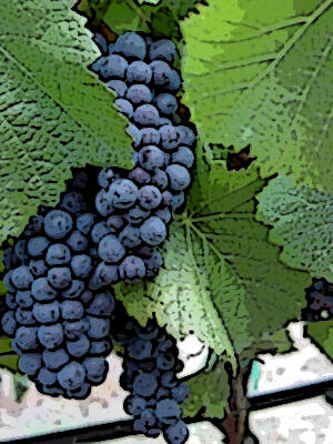 Expression44's tweet photo. #WineQuoteWednesday "Jamais en vain, Toujours en vin!" - Clos Vougeot, Burgundy http://t.co/1SLUtfvXUv