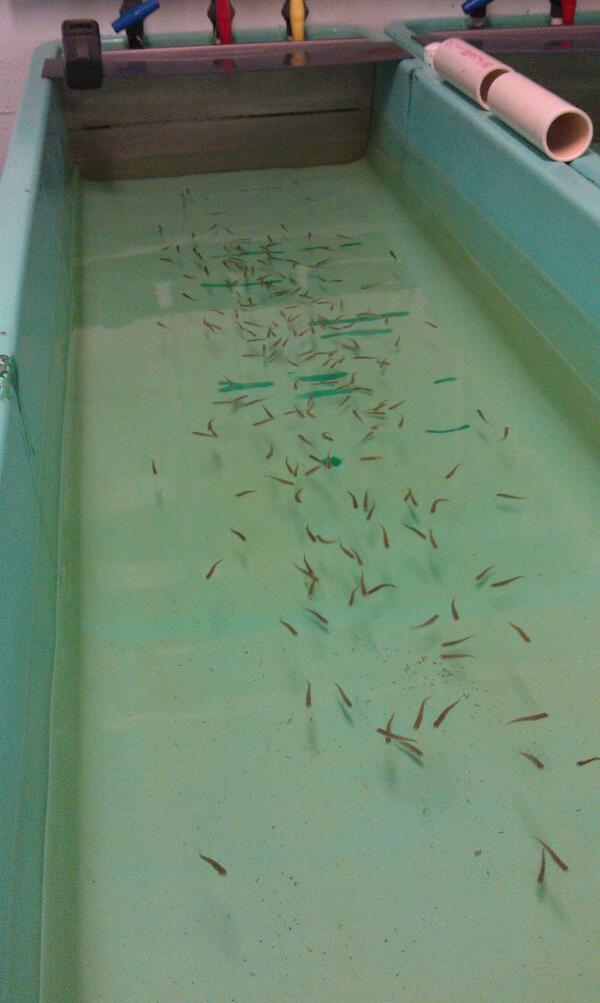 emthorn10's tweet photo. Side project: Raising offspring of #steelhead- How long does it take to lose maternal marine #isotope signature? http://t.co/bjlWo27Ckr