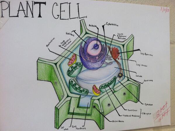AdamWolfe8's tweet photo. Amazing artwork HR 8-18 science class! Great job! #techpass http://t.co/PugpT0MPF0