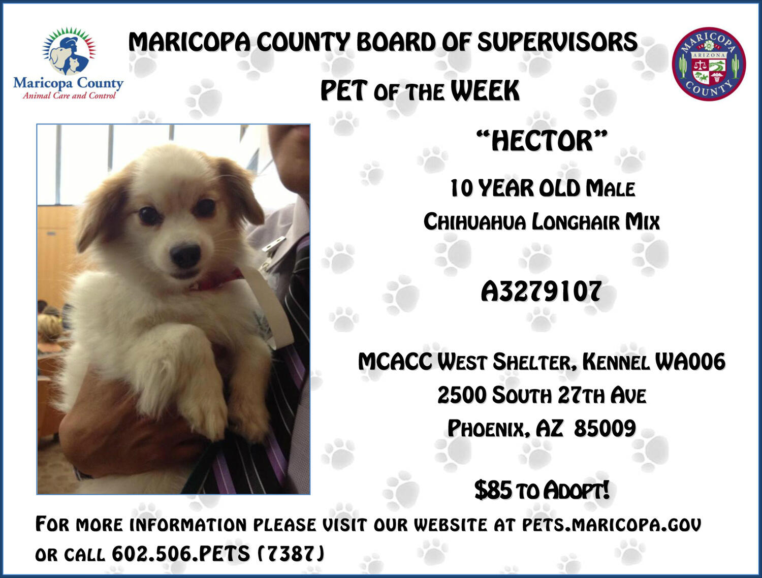 No Lost Pets Mc On Twitter 85 Adoption Hector The Maricopa County Board Of Supervisors Pet Of The Week Plz Retweet To Help Him Find A Home Http T Co Aiudhso4jz