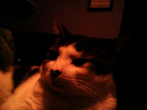iglimore tweet picture