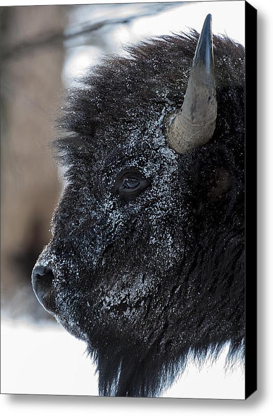 Snapographs's tweet image. New artwork for sale! - "Just another winter day" - fineartamerica.com/featured/just-… @fineartamerica