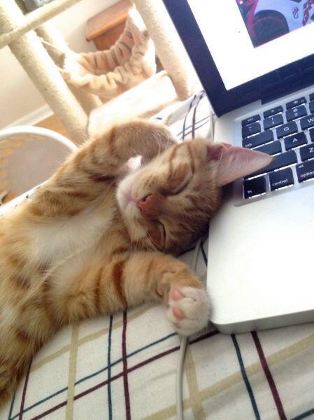 kit_lovely_kit's tweet photo. 眠たいなー  https://t.co/Tu1I5Ns1dj