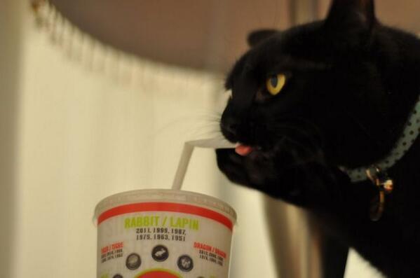 catpic11's tweet image. ストローを使いこなすネコ