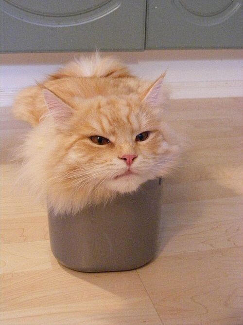 catpic11's tweet photo. はまりました。。 https://t.co/UYdlkuKKMw