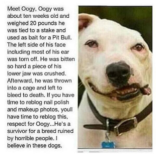 bitchgrlprblms's tweet photo. People seriously disgust me. #poorpuppy #whatafighter http://t.co/ek9ODW92rG