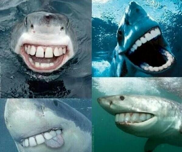 WonderfulPics's tweet photo. When sharks had human teeth - http://t.co/5qiHoPGdwk