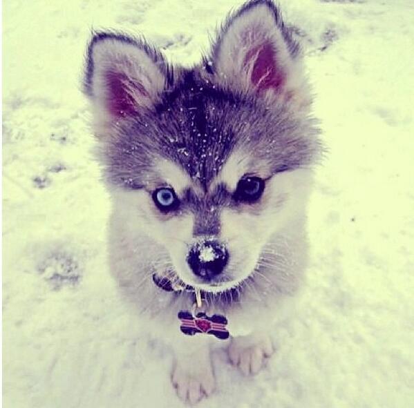petgenic's tweet photo. Husky puppy dari korea namanya Lee ! #huskylovers http://t.co/KjvHZ19rC3